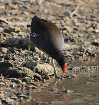 Image of Common Moorhen