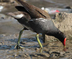 Image of Common Moorhen