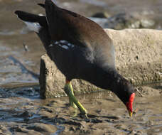 Image of Common Moorhen