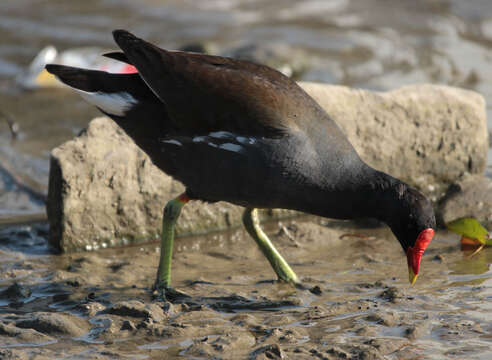 Image of Common Moorhen