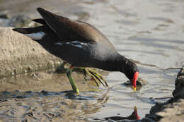 Image of Common Moorhen