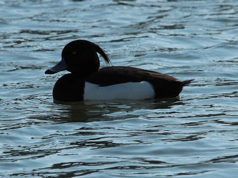 Image of Tufted Duck