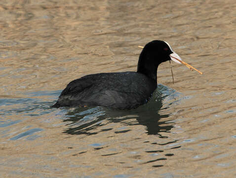 Image of Common Coot