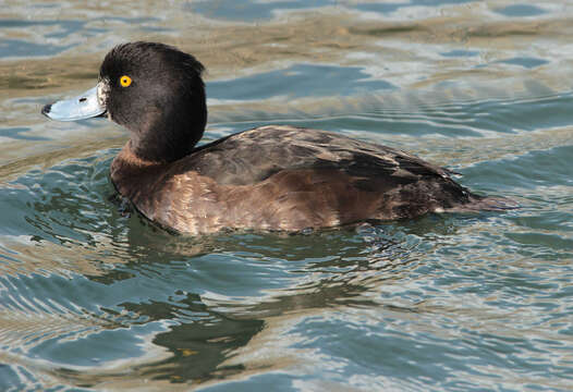 Image of Tufted Duck