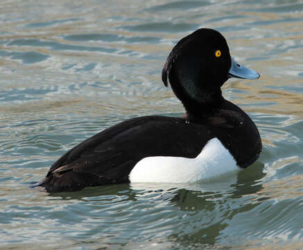 Image of Tufted Duck