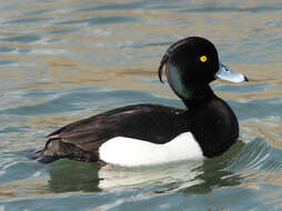 Image of Tufted Duck