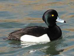 Image of Tufted Duck