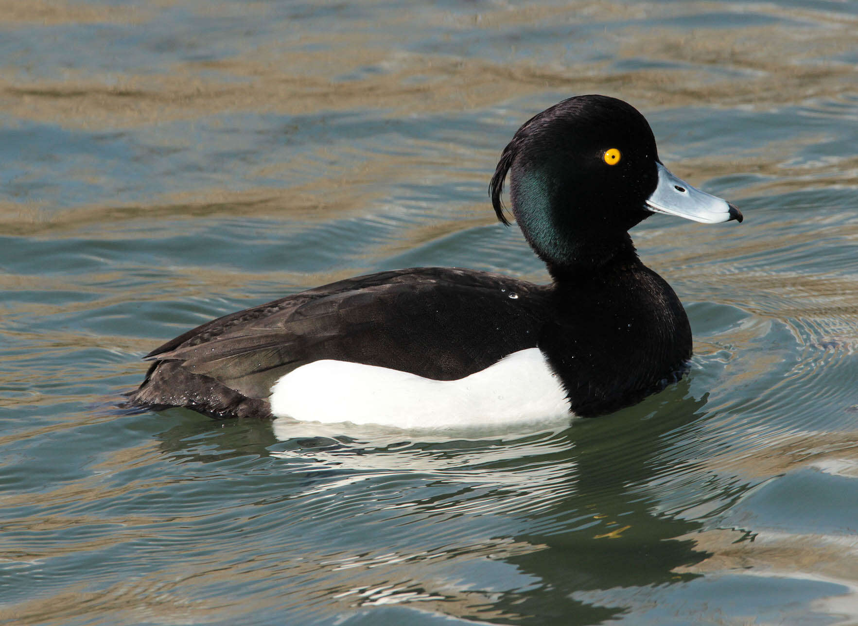 Image of Tufted Duck