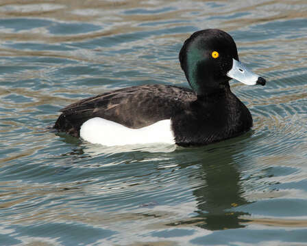 Image of Tufted Duck