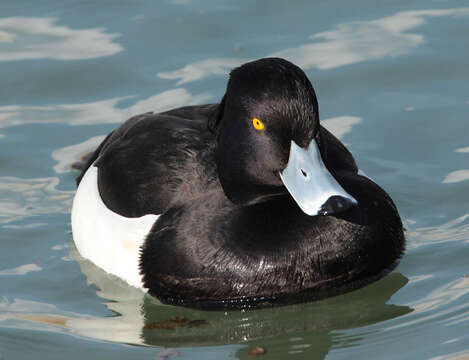 Image of Tufted Duck