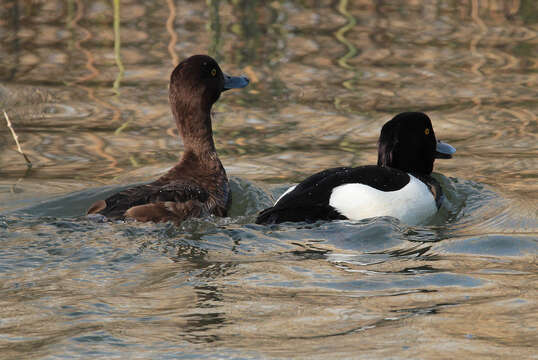 Image of Tufted Duck