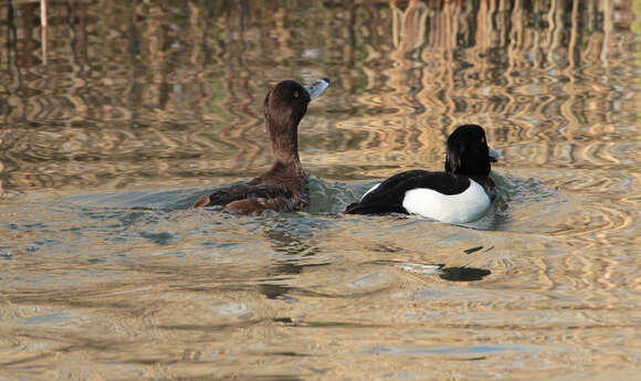 Image of Tufted Duck