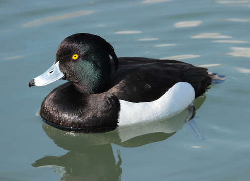 Image of Tufted Duck