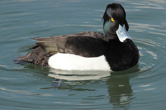 Image of Tufted Duck