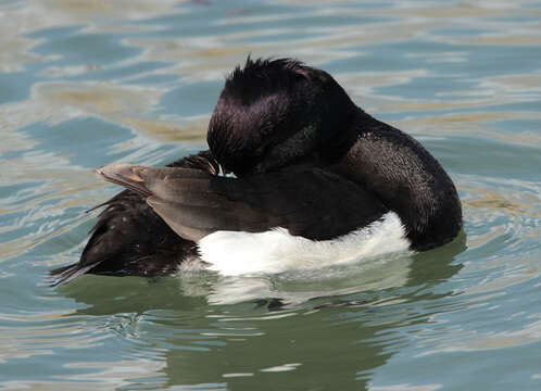 Image of Tufted Duck