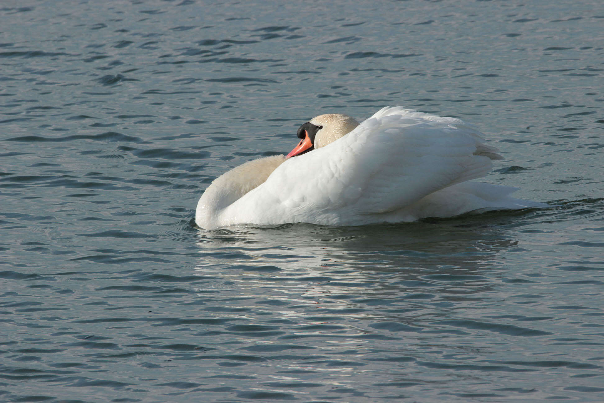 Image of Mute Swan