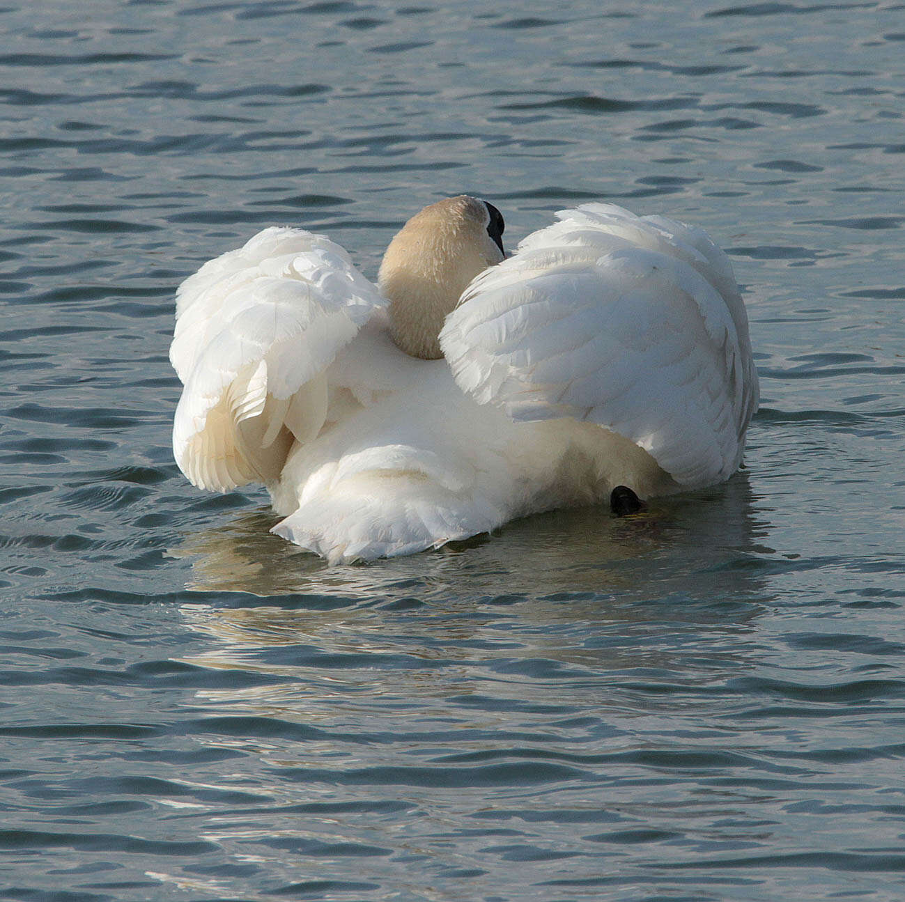 Image of Mute Swan