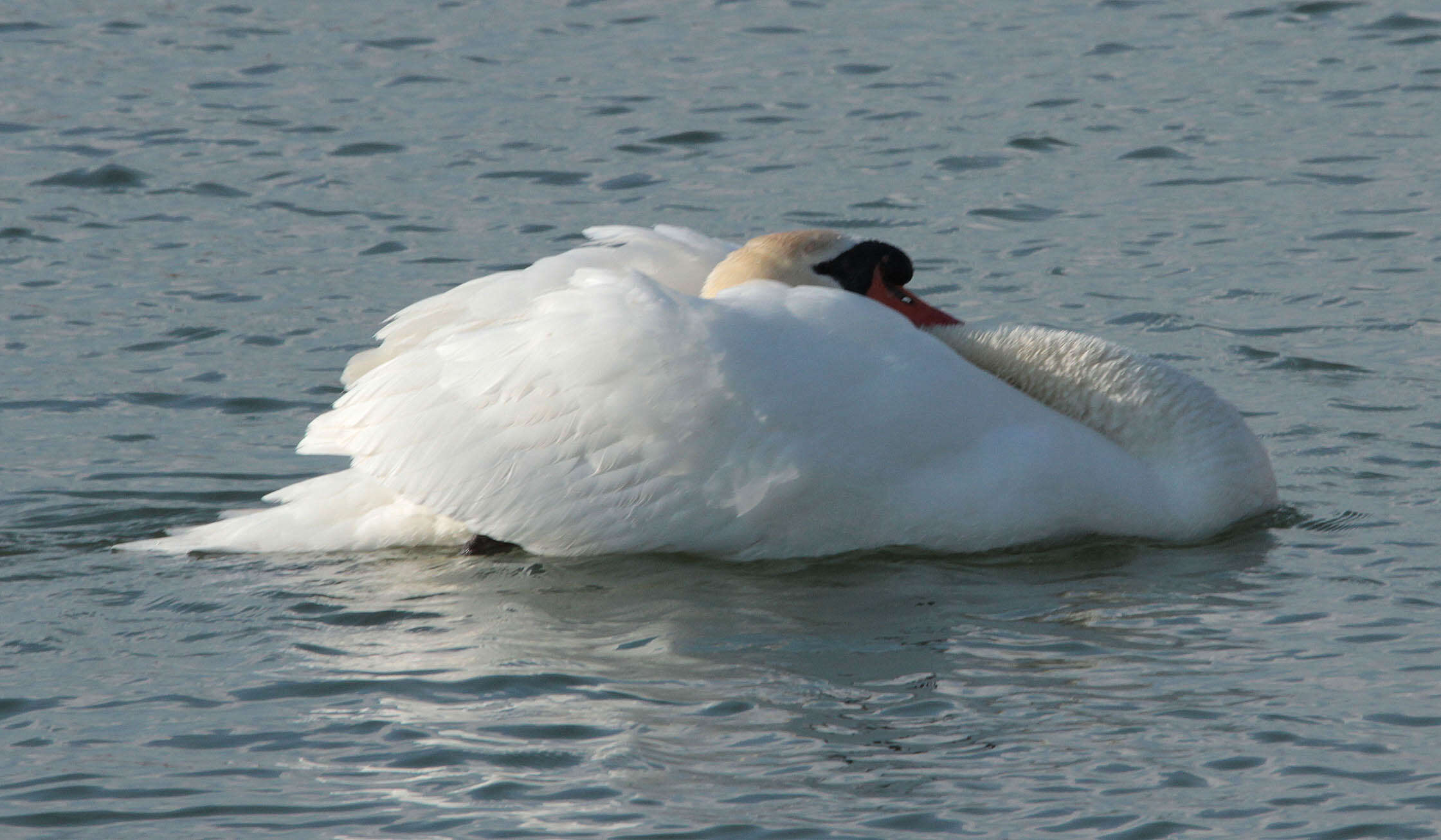 Image of Mute Swan