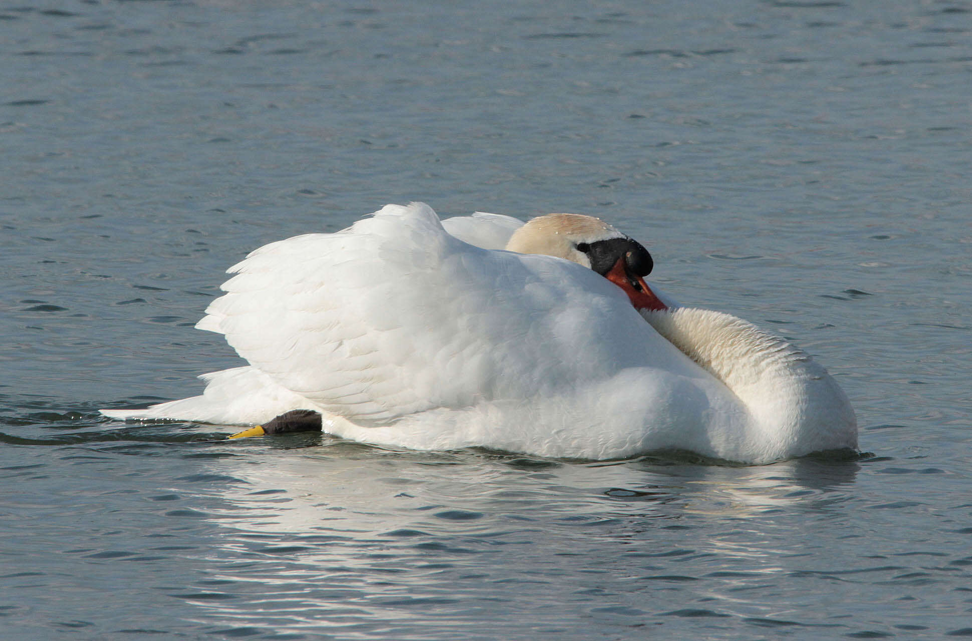 Image of Mute Swan