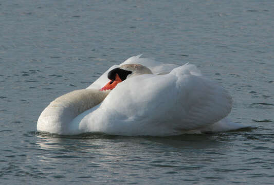 Image of Mute Swan