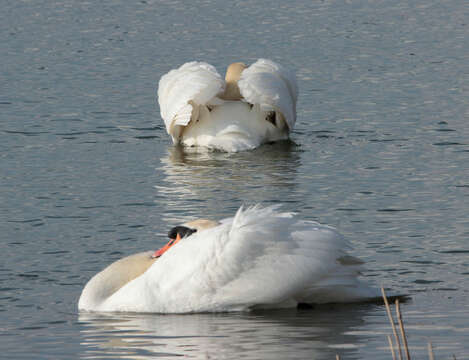 Image of Mute Swan