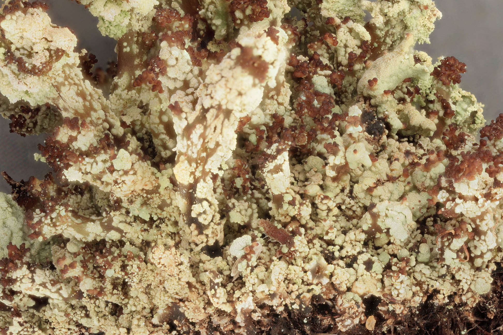 Image of cup lichen