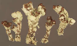 Image of cup lichen