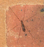 Image of Tipula (Savtshenkia) rufina Meigen 1818