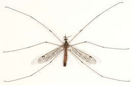 Image of Tipula (Savtshenkia) rufina Meigen 1818