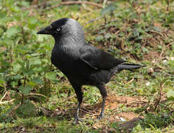 Image of Eurasian Jackdaw