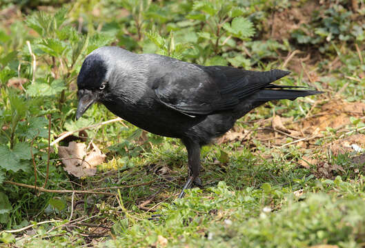 Image of Eurasian Jackdaw