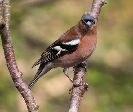 Image of Fringilla Linnaeus 1758