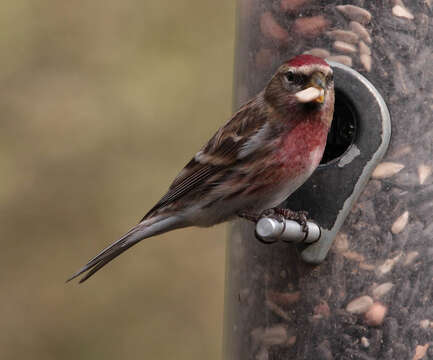 Image of Common Redpoll