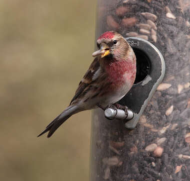 Image of Common Redpoll