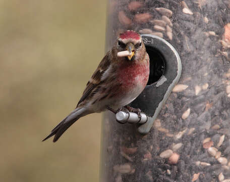 Image of Common Redpoll