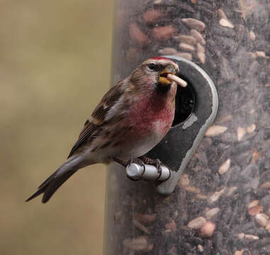 Image of Common Redpoll