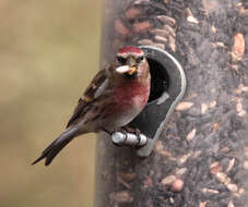 Image of Common Redpoll