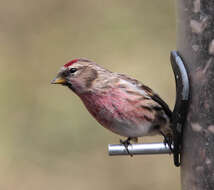 Image of Common Redpoll