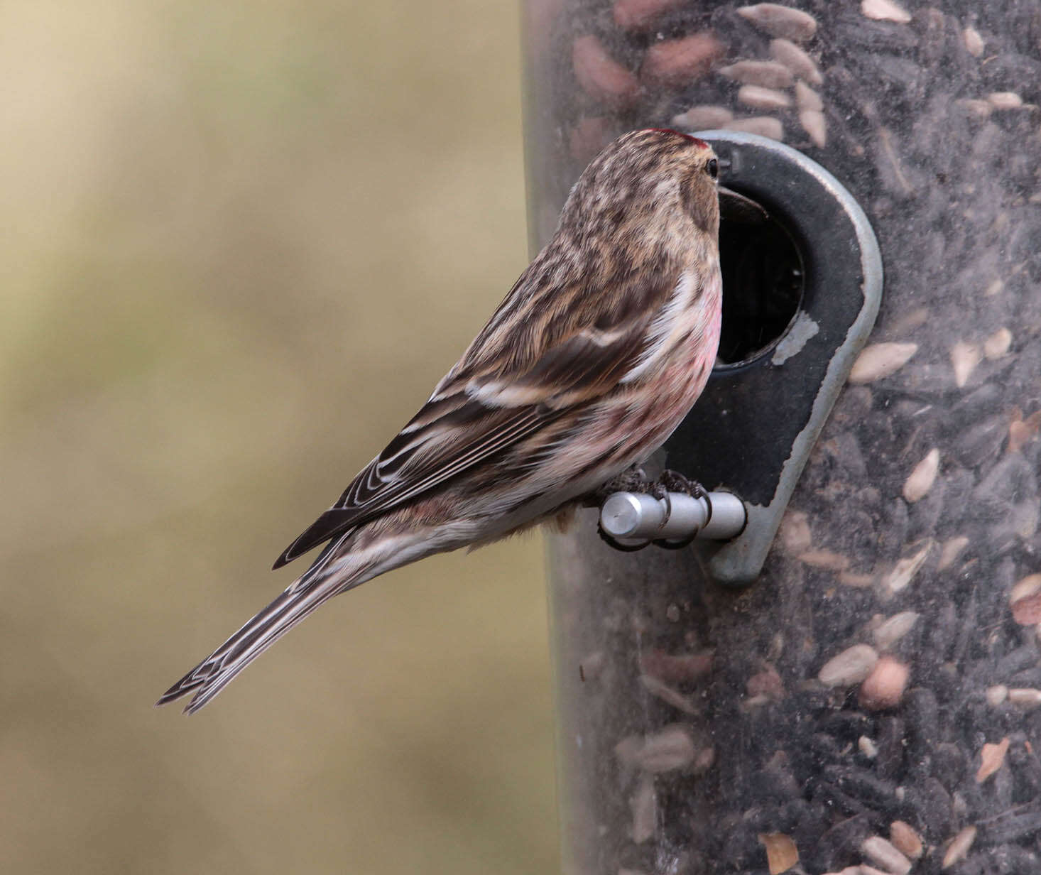 Image of Common Redpoll