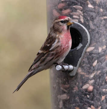 Image of Common Redpoll