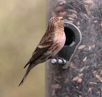 Image of Common Redpoll