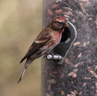 Image of Common Redpoll