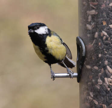 Image of Great Tit