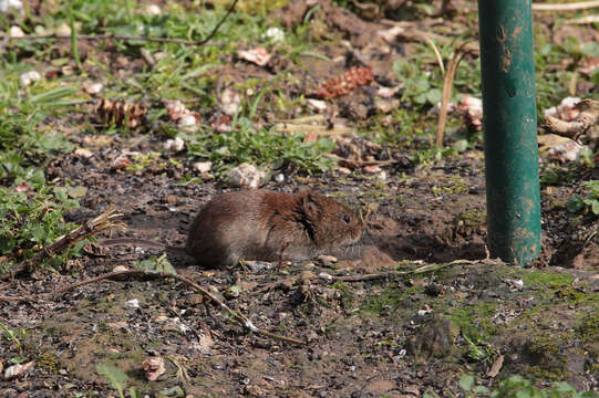 Image of Bank Vole