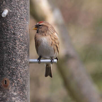 Image of Common Redpoll