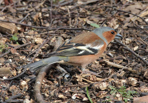 Image of Fringilla Linnaeus 1758