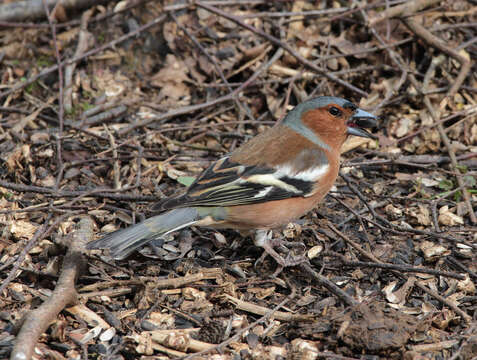 Image of Fringilla Linnaeus 1758