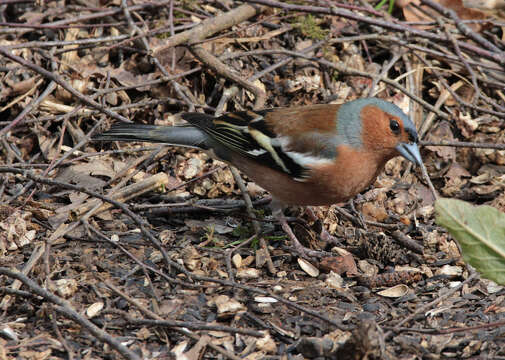 Image of Fringilla Linnaeus 1758