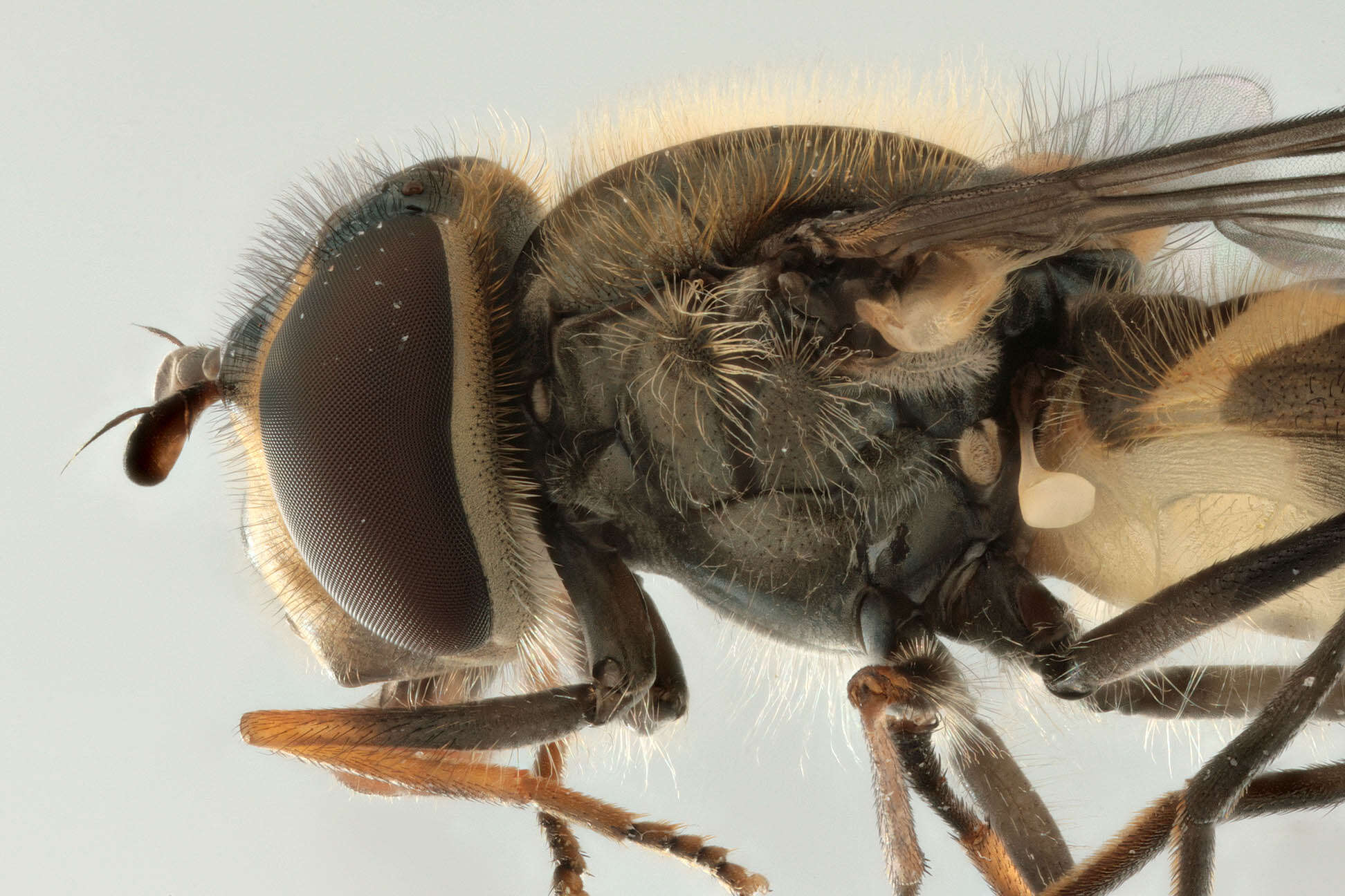 Image of Parasyrphus punctulatus (Verrall 1873)