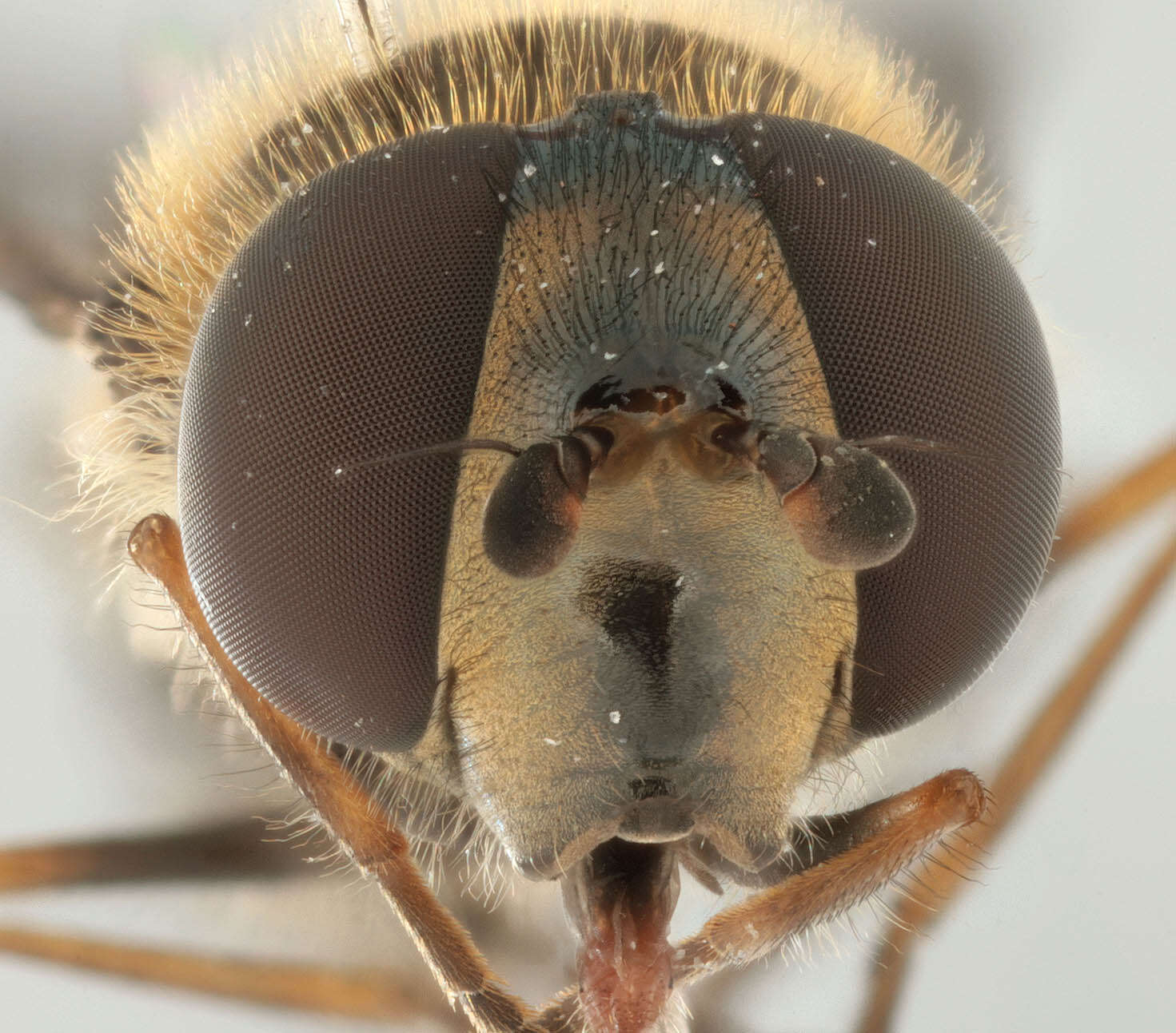 Image of Parasyrphus punctulatus (Verrall 1873)